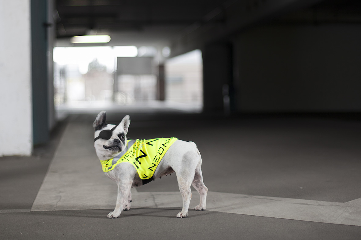 Dogvis